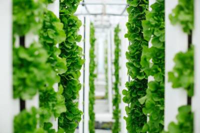 Unfold займётся выведением высокопродуктивных овощных культур для вертикальных ферм