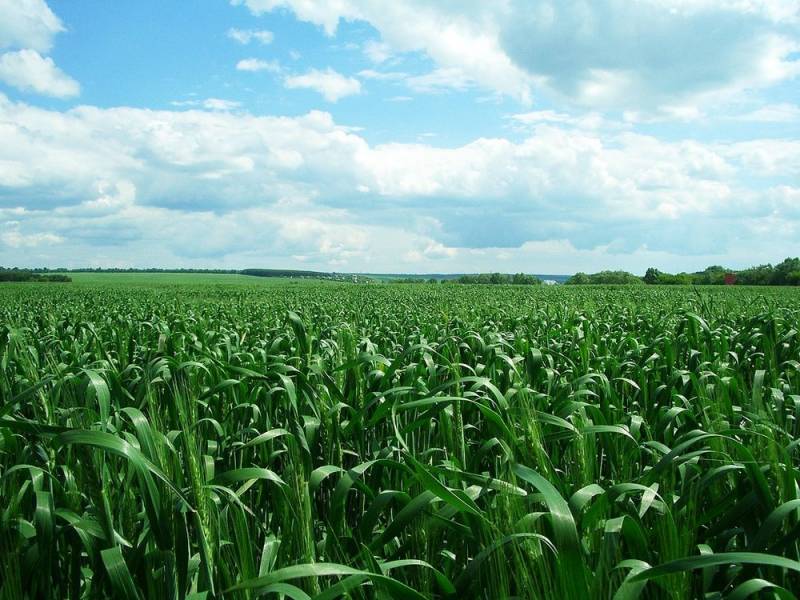 Фунгіцидний захист пшениці: як обрати оптимальний препарат?