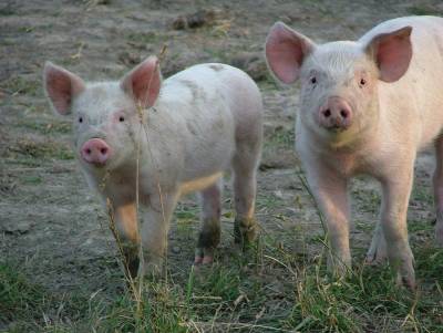 Якою буде ціна на свиней забійних кондицій першого тижня вересня?