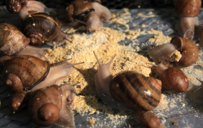 Українська равликова ферма вирощуватиме 200 тисяч молюсків в сезон
