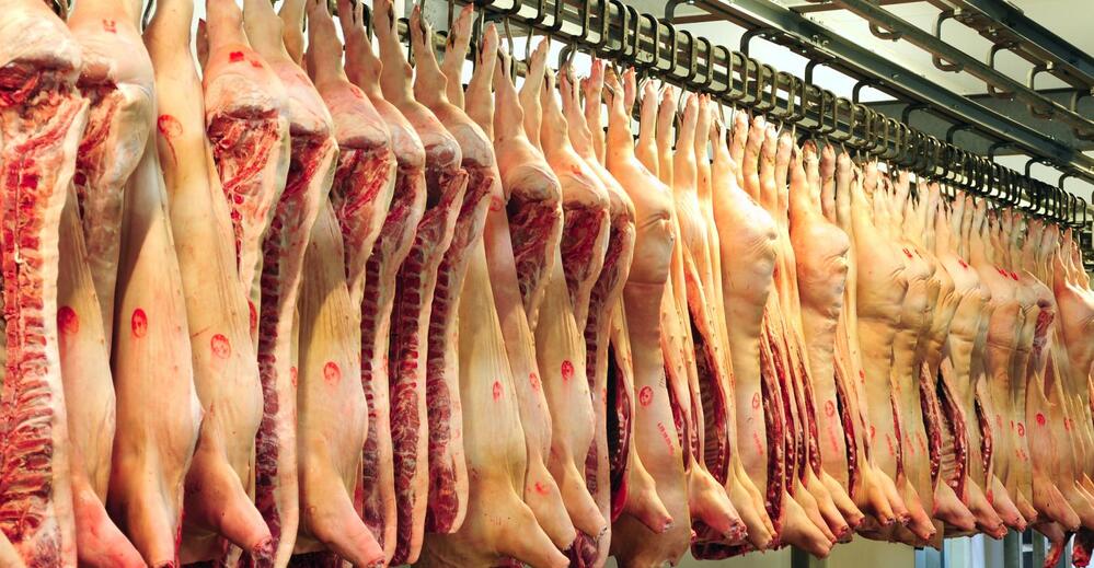 41—43 грн/кг наступного тижня — такі закупівельні ціни на живих свиней прогнозують переробники