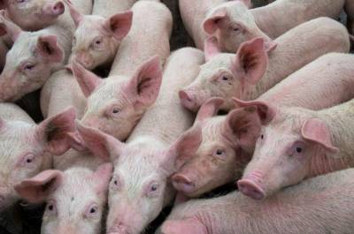 Коронавирус наносит ущерб американской свиноводческой отрасли