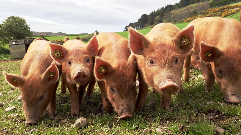 45–46 грн/кг наступного тижня — такі закупівельні ціни на живих свиней прогнозують переробники на 24–30 серпня 2020 року