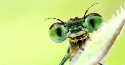 Генетическая модификации растений с помощью переносящих вирусы насекомых — средство защиты или биологическое оружие?