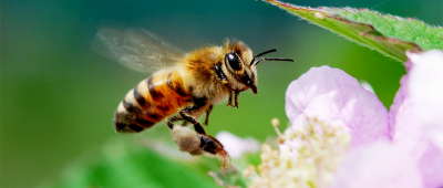 Як баварська петиція щодо захисту бджіл може змінити сільське господарство