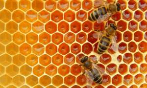 Як створити пасіку та заробляти на бджільництві в Україні — гід для бджолярів