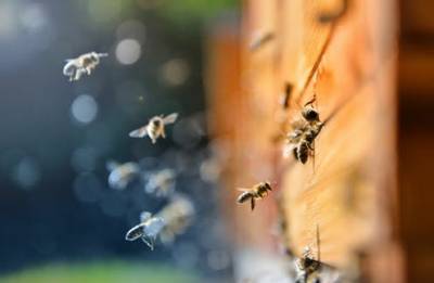 Beeflow: як вирощувати “супер бджіл” та покращувати врожайність