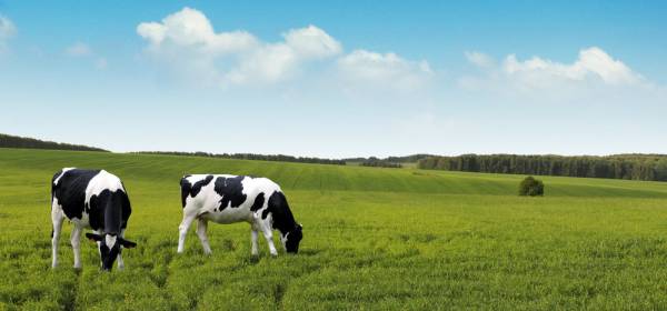 Влияние высокоэффективного фермерства на экологию