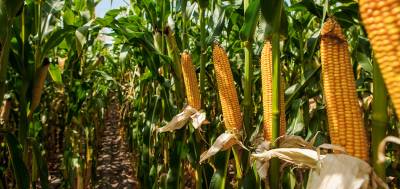 Показник EBITDA по кукурудзі є найнижчим за останні 5 років — дослідження Agrohub