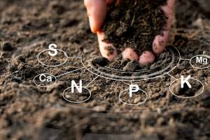 Як правильно проводити агрохімічний аналіз ґрунту?