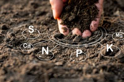 Як правильно проводити агрохімічний аналіз ґрунту?