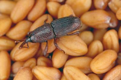 Органические инсектициды: природная защита урожая зерновых от насекомых вредителей