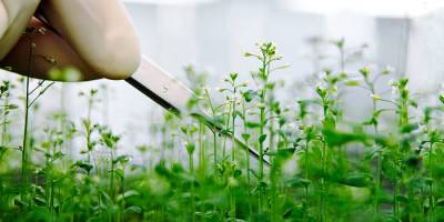 Генно-інженерні рослини зможуть рости на раніше непридатних для сільського господарства ґрунтах 