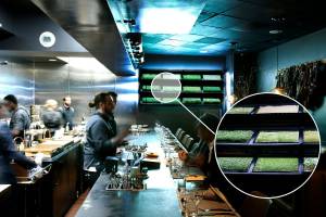 ІnHouse Produce створює гідропонічні стіни для ресторанів