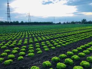 Як війна трансформує бізнес: овочі “з’їли” салати ТОВ “Севен Філдз Фарм”