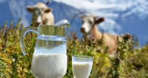 13 мифов о молочной индустрии, которые стоит развенчать сейчас же