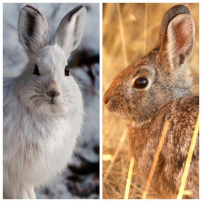 6 главных отличий между кроликом и зайцем