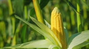Bayer и Gingko Bioworks хотят заставить кукурузу обеспечивать себя азотом