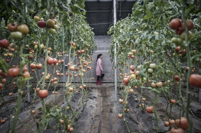 Как Китай пытается предотвратить продовольственный кризис