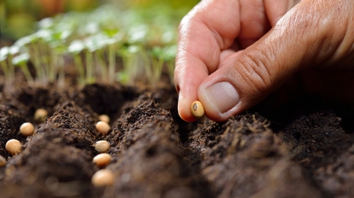 Что делают семеноводы, и почему фермеры сами не производят семена