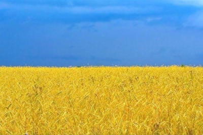 ЕС может перехватить рынок украинских зерновых у Китая