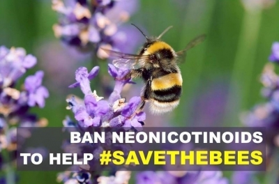 Европа назвала три пестицида, из-за которых умирают пчелы