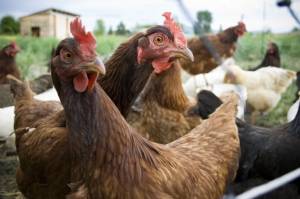 Фермеров призывают не использовать антибиотики среди здоровых животных