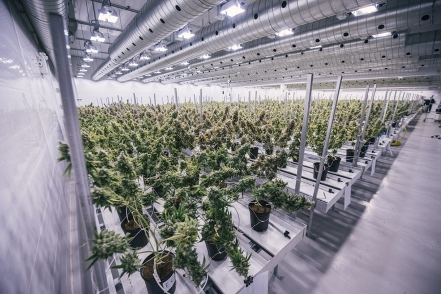 Выращивание марихуаны в канаде адидас картинки конопля