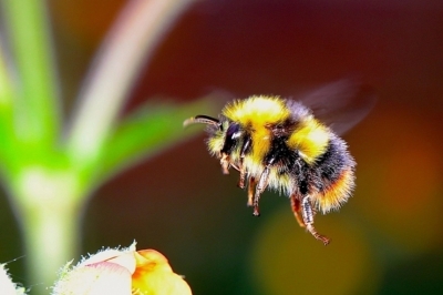 Фунгициды негативно влияют на популяцию шмелей и пчёл — учёные