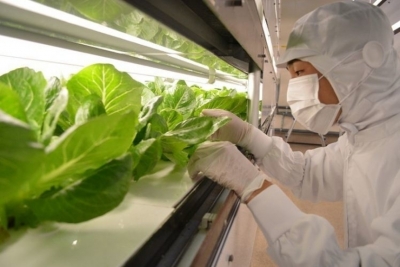 Гидропоника под землей: как токийское метро выращивает салат