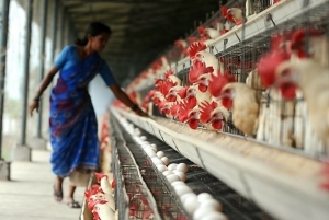 Индийские фермеры массово используют антибиотики "последней линии обороны"