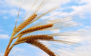 Лайфхаки и перспективы 2018 года для производства зерновых
