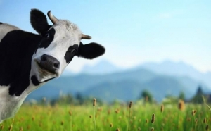 Лужи с грязью: как сделать коров счастливее