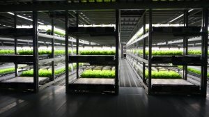 Роботизированные вертикальные фермы решат проблему нехватки овощей на Ближнем Востоке?