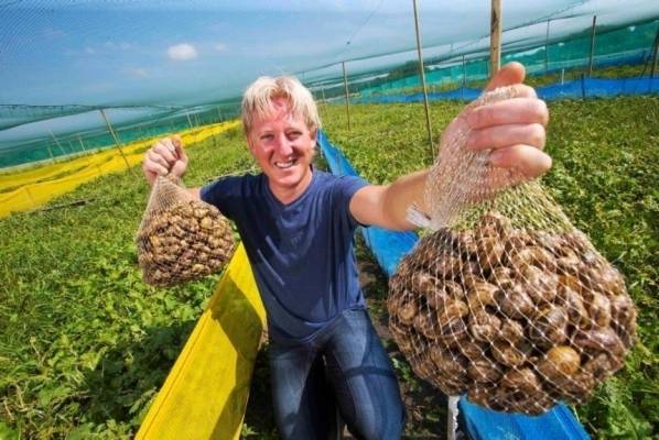 Фото: <a href=" https://www.farmersjournal.ie/growing-interest-in-high-profit-snail-farming-237242 "target="_blank" rel="nofollow">farmersjournal.ie </a>