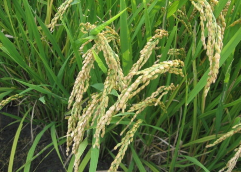 Трансгенный рис станет устойчив к вредителям без ущерба урожайности
