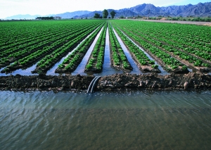Учёные помогут аграриям Калифорнии эффективнее использовать воду