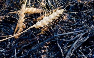 Ученые поняли, как спасти зерновые от теплового стресса