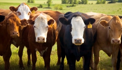 Украинский экспорт крупного рогатого скота резко увеличился — эксперт