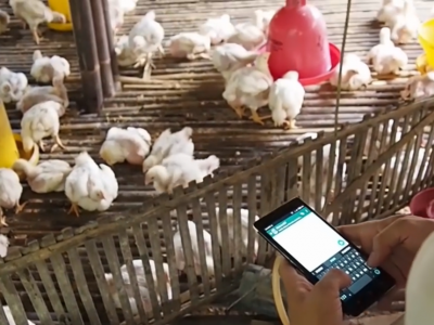 В Китае запущен сервис, который позволяет отследить жизненный цикл производства курятины