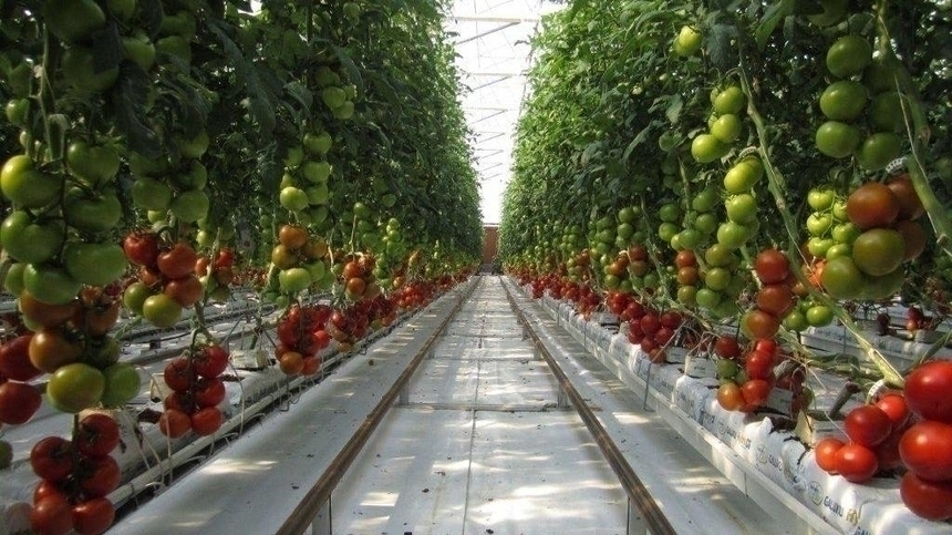 Гидропонные теплицы: выращивание зелени и овощей современным способом