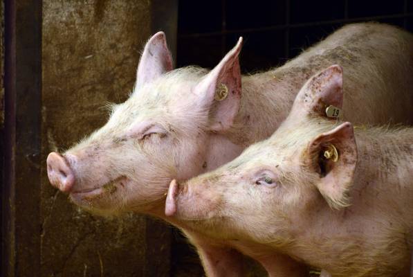 42—43 грн/кг наступного тижня – такі закупівельні ціни на живих свиней прогнозують переробники