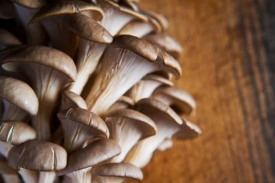 Як виростити гриби на кавовій гущі? 