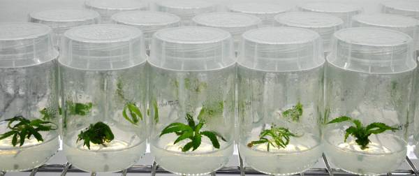как выращивать гидропон марихуаны
