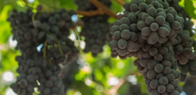 Виноградники: технологии будущего