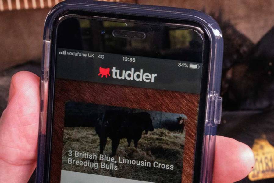 У Великобританії створили аналог Tinder для пошуку корів 