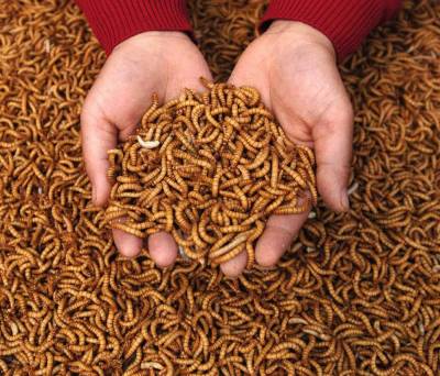 Стартап з вирощування комах отримав $125 млн інвестицій