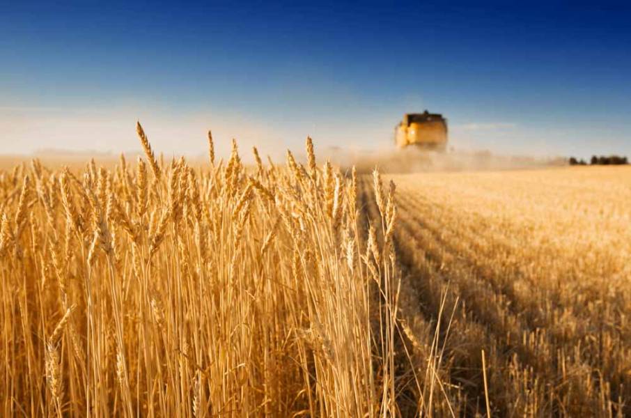 Компания из США работает над новыми сортами пшеницы, сои и кукурузы, которые повысят продуктивность агробизнеса