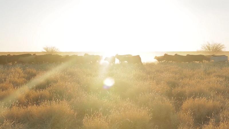 Australian Agricultural Company показывает путь говядины — от коровы к столу