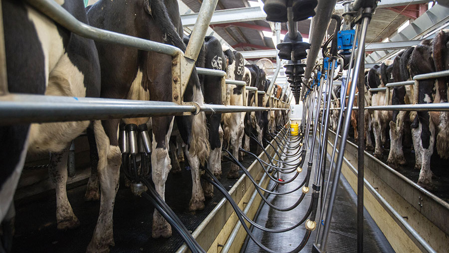 Коровьи гормоны в молоке наносят ущерб здоровью человека